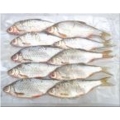 ROACH BULK (8-10 per packet 4-6”) ROACH BULK (8-10 per packet 4-6”)